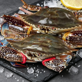 Blue Crab