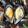 Green Mussels