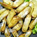 Razor Clam