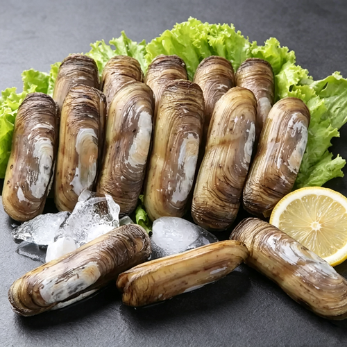 Razor Clam