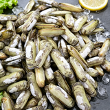 Razor Clam