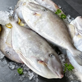 Silver Pomfret