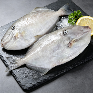 Silver Pomfret